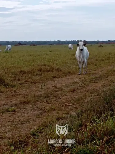 VANEDO GRANDE FAZENDA NO NORTE DE MINAS COM DUPLA APTIDÃO PECUARIA E PLANTIO COM RIO DE 56