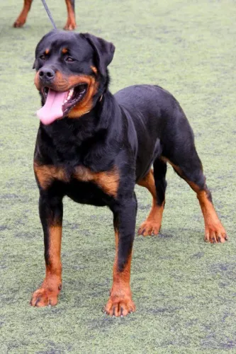Procuro rottweiler fêmea para cruzar com o meu 