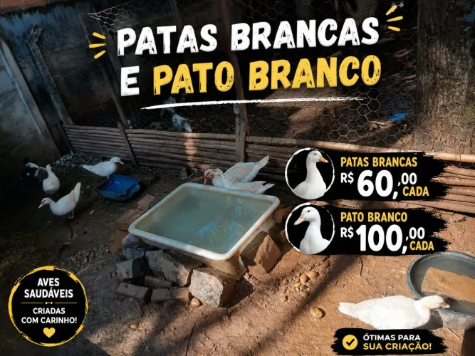 Vendo patas brancas e um Pato também