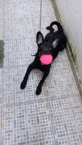 Doação fêmea porte pequeno (4 meses)