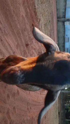Filhote de cabrito pra estimação 