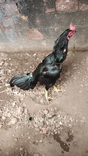 Galo de raça