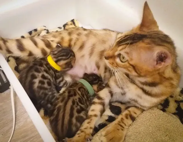 Bengal Filhote