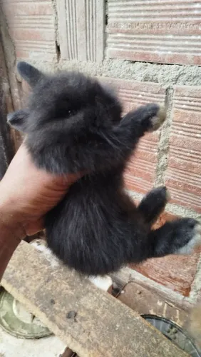 Coelhos