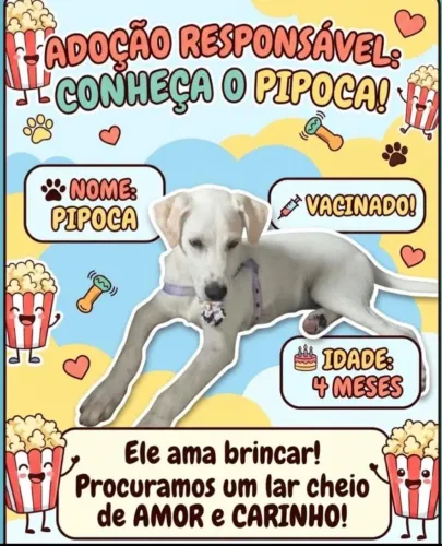Doação responsável pipoca ?