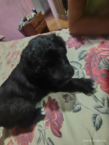 Vendo cachorro poodle