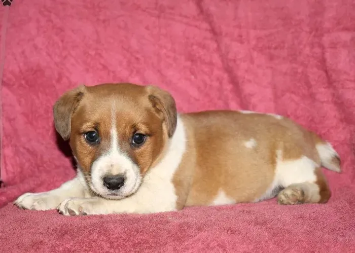 Jack Russell Terrier,Jack Russell Terrier Filhote Disponível Alta Qualidade