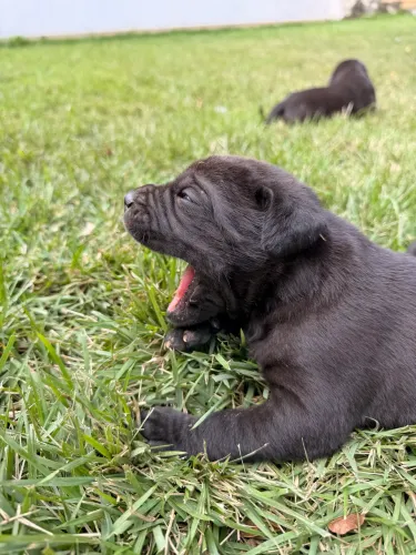 Filhotes de Cane Corso Italiano - Excelente porte e temperamento