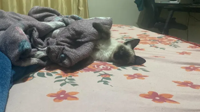 Doação de gatinha