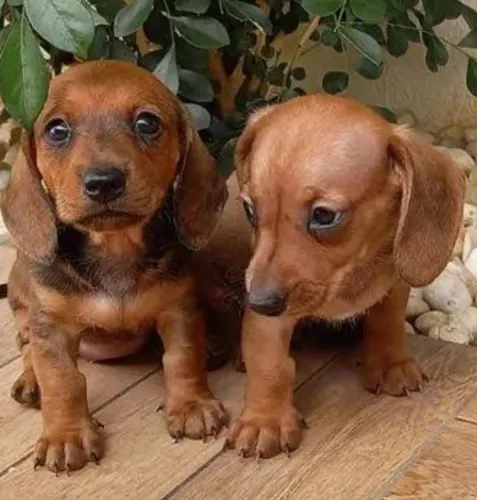 Basset Miniatura Fêmea Top