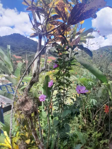 Ajudante de obras/ mudanças/ Capina de Quintal.