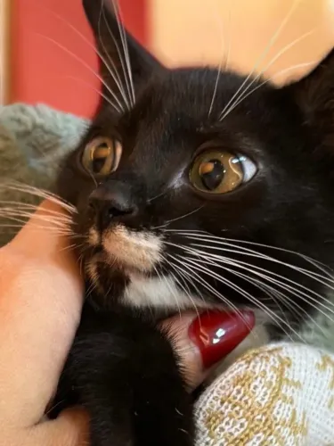 Gatinha Frajola para Adoção Responsável