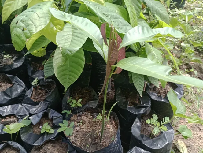 Vende se mudas de caju anão precoce,abacate,cacau,manga