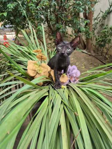 Adoção de Gatos