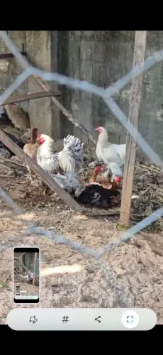 Galos brahma novos