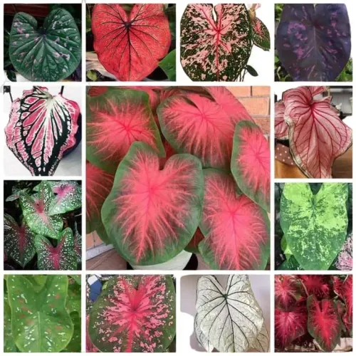 5 MUDAS DE CALADIUM