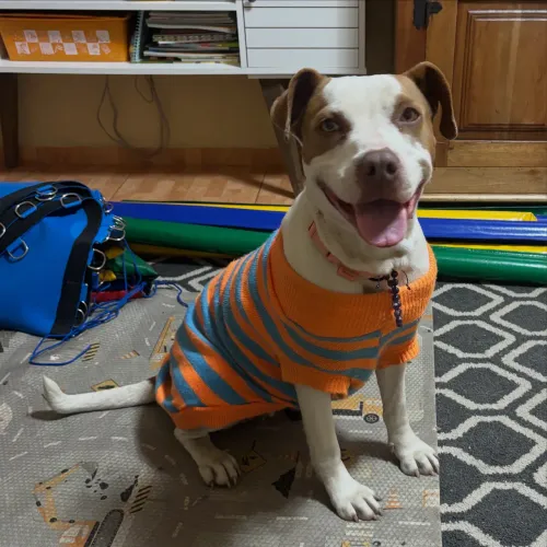 Pitbull dócil jovem para adoção doação 
