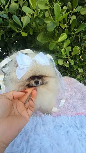 Sptiz alemão Machinho e femea