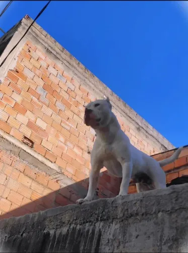 American Bully filhotes