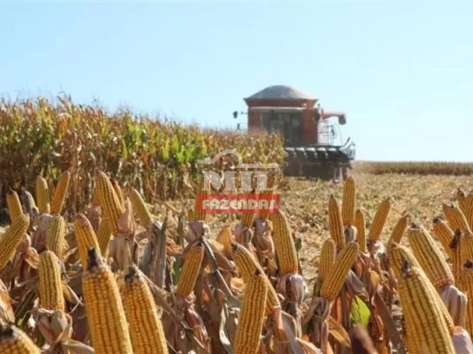Fazenda em Caiapônia-GO 242 Alq. (1.171 Há).