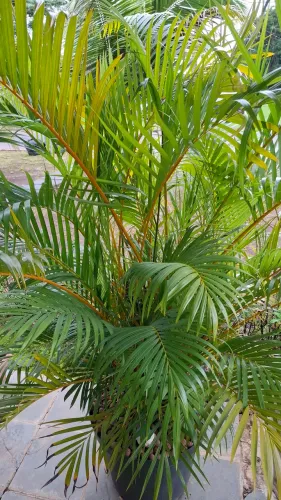 Planta Palmeira areca bambu com vaso grande 