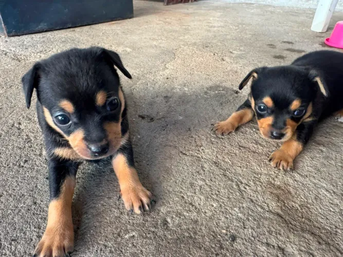 Vendo cachorro pinche 