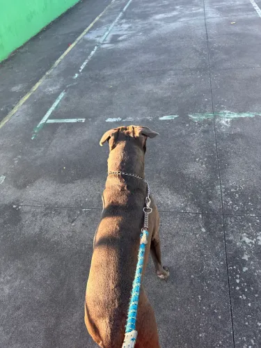 PITBULL PARA DOAÇÃO