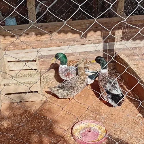 Casal de Marreco Rouen em primeira postura