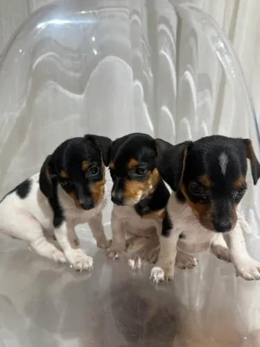 Salsichinha Piebald