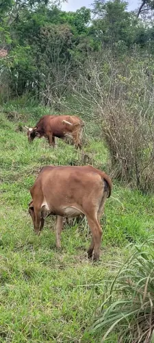 Novilhas