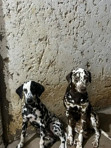 Cachorro dálmata 