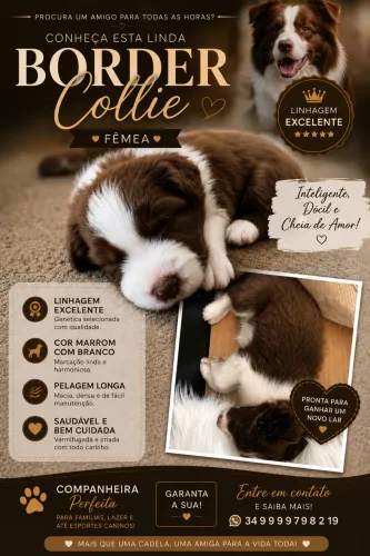 Border Collie Marrom Fêmea