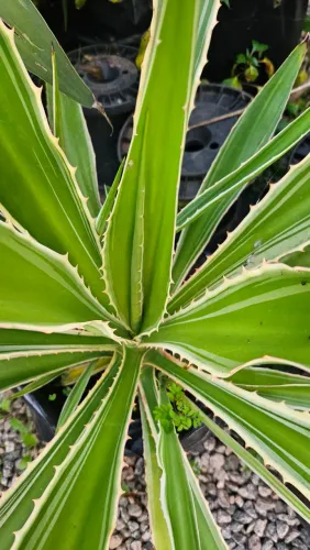 Planta