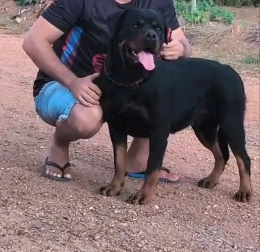 Rottweiler