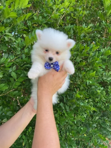 Spitz Alemão Lulu da Pomerania Macho 