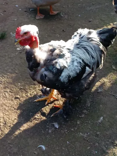 Galo Brahma Dark Polaco 