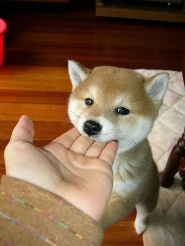 Shiba Inu super inteligente e amoroso