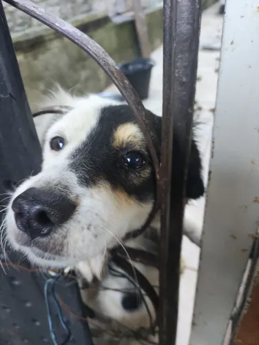 Doação de cachorro 