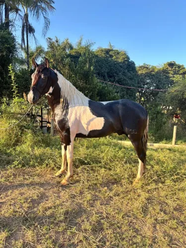 Cavalo pampa registrado de Marcha Picada a venda
