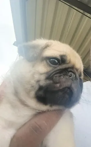 Lindo filhote macho de Pug 800