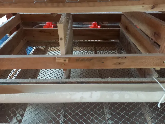 Bateria para codornas