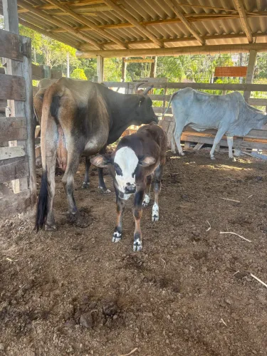 Vaca Jersey com terneiro