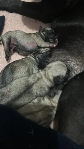 Filhotes de pug para reserva