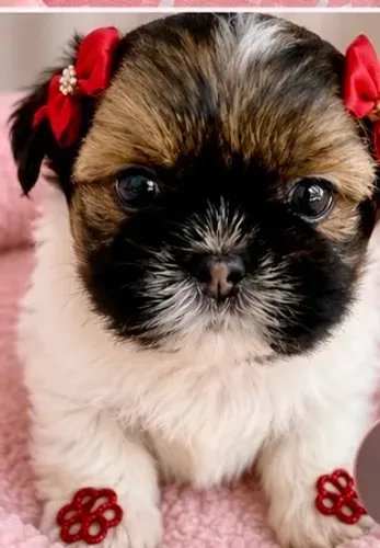 Shih Tzu