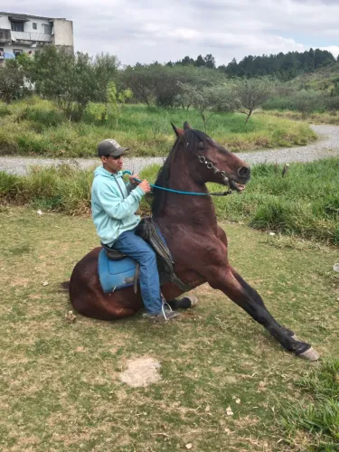 Cavalo Lusitano Adestrado 
