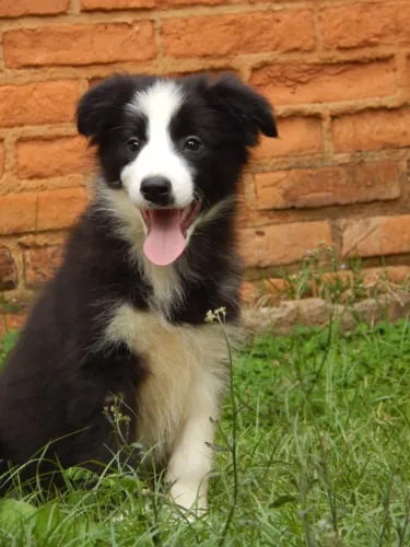 Filhote de Border Collie PADRÃO EXPOSIÇÃO.