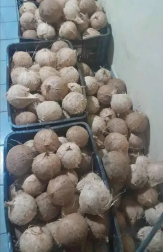 Cocô seco 1,50
