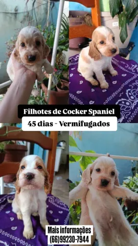 Cocker Spaniel 