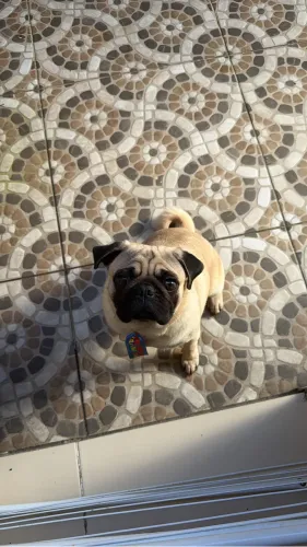 Pug