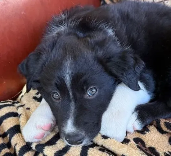 Filhotes de Border Collie | Um olhar que transmite alegria.